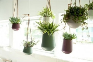 Planteophæng - sådan får du naturen ind i dit hjem