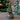 Spilledåse - Juletræ