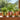 Urtepotte m/striber, flere farver - AU Maison